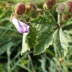 Malva multiflora fruit picture by 🐞Hélène🐦 (cc-by-sa)