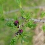 Larix laricina flower picture by dredodo (cc-by-sa)