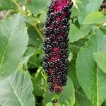 Phytolacca acinosa fruit picture by Miranda Janssen (cc-by-sa)