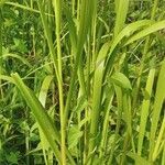 Panicum miliaceum habit picture by Wim Huysmans (cc-by-sa)