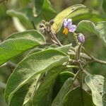 Solanum campylacanthum leaf picture by Maarten Vanhove (cc-by-sa)