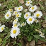 Bellis perennis habit picture by Minoritos (cc-by-sa)