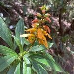 Digitalis canariensis flower picture by Jonathan Hobbs (cc-by-sa)