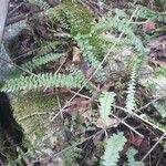 Asplenium platyneuron habit picture by Eli Small (cc-by-sa)