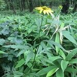 Rudbeckia laciniata habit picture by 志埜杜 (cc-by-sa)