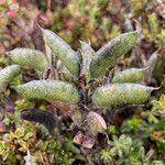 Lupinus colombiensis fruit picture by Fabien Anthelme (cc-by-sa)