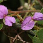 Galactia argentea flower picture by Nelson Zamora Villalobos (cc-by-nc)