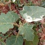 Solanum torvum leaf picture by Dr Ashwathanarayana Rao (cc-by-sa)