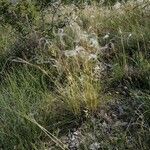 Stipa pennata habit picture by jeannot (cc-by-sa)