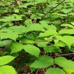 Rubus ulmifolius habit picture by Dieter Albrecht (cc-by-sa)