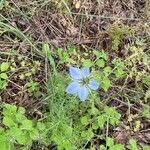 Nigella arvensis habit picture by Aurélia et JChris Courte-Barbary (cc-by-sa)