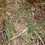 Carex panicea leaf picture by Martin Bishop (cc-by-sa)