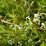 Galium uliginosum flower picture by Guy Mason (cc-by-sa)