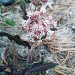 Asclepias humistrata leaf picture by Shannon Hrib-Murillo (cc-by-sa)