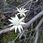 Actinotus helianthi flower picture by O'Loughlin Davi (cc-by-sa)