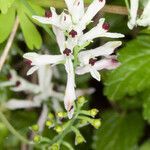 Fumaria bicolor flower picture by Martin Bishop (cc-by-sa)