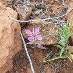 Clarkia rhomboidea flower picture by Shelby Warfe (cc-by-sa)