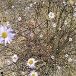 Erigeron foliosus flower picture by Liz Pucket (cc-by-sa)