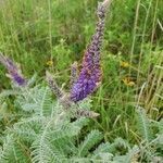 Amorpha canescens flower picture by Ryan Heaney (cc-by-sa)