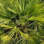 Chamaerops humilis habit picture by Jean-René Girardeau (cc-by-sa)