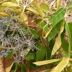 Schefflera morototoni habit picture by Nelson Zamora Villalobos (cc-by-nc)