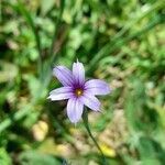 Sisyrinchium platense flower picture by Trap Hers (cc-by-sa)