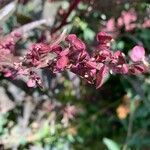 Atriplex hortensis flower picture by Mark Olive (cc-by-sa)