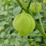 Physalis philadelphica fruit picture by Christina Emery (cc-by-sa)