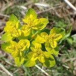 Euphorbia verrucosa habit picture by Yoan MARTIN (cc-by-sa)