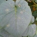 Ipomoea alba leaf picture by Jaqueline Campos Mendonça (cc-by-sa)