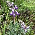 Lupinus albifrons flower picture by Tim Johnson (cc-by-sa)