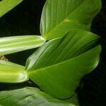 Philodendron aurantiifolium leaf picture by Nelson Zamora Villalobos (cc-by-nc)