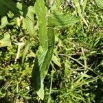 Rumex abyssinicus leaf picture by Augustin Soulard (cc-by-sa)