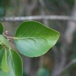 Scolopia heterophylla leaf picture by P. Bonnet (cc-by-sa)