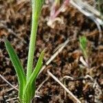 Silene conica habit picture by Cédric Jankowiak (cc-by-sa)