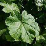 Malva sylvestris leaf picture by Gabriel KEFER (cc-by-sa)