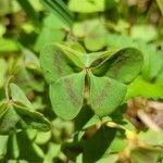 Oxalis violacea leaf picture by Jesse Herb (cc-by-sa)