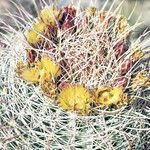 Ferocactus cylindraceus flower picture by Martin Bishop (cc-by-sa)