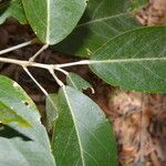 Morisonia americana leaf picture by Nelson Zamora Villalobos (cc-by-nc)