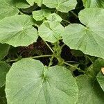 Pericallis murrayi leaf picture by Dieter Albrecht (cc-by-sa)