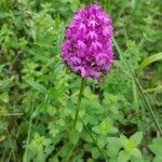 Anacamptis pyramidalis flower picture by Gerard Garand (cc-by-sa)