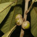 Aegiphila anomala fruit picture by Nelson Zamora Villalobos (cc-by-nc)