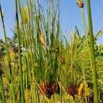 Cyperus papyrus leaf picture by susan brown (cc-by-sa)