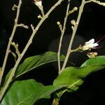 Hirtella triandra flower picture by Nelson Zamora Villalobos (cc-by-nc)