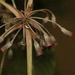 Duroia aquatica flower picture by R. Tournebize (cc-by-sa)