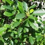 Frangula alnus flower picture by william william wolf (cc-by-sa)