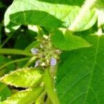 Glycine max flower picture by beast_of_troja (cc-by-sa)