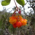 Berberis goudotii fruit picture by Fabien Anthelme (cc-by-sa)