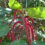 Acalypha hispida flower picture by Daniel Barthelemy (cc-by-sa)