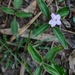 Pseuderanthemum variabile habit picture by Boris Therock (cc-by-sa)